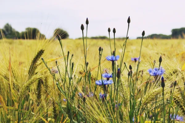 Rubrik_Landwirtschaft_Kornblumen_auf_Feld_c._pixabay__3_